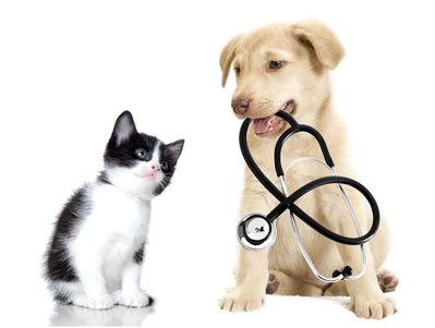 Wormign treatment for pets in Worcester Park